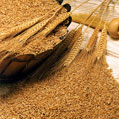 wheatgerm